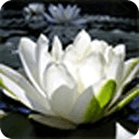 Lotus Flower Live Wallpaper HD