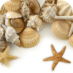 Sea shells Live Wallpaper