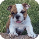 My Talking Bulldog Puppies