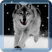 Wolf Best HD live wallpaper