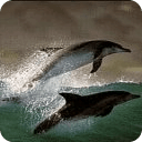 Dolphin Bliss Live Wallpaper