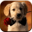 Cute Dog Wallpapers 2