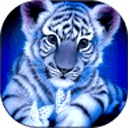 Blue Tiger