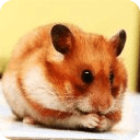 Hamster HD wallpaper