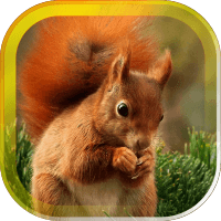 Squirrel Jokes live wallpaper