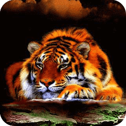 Fiery tiger Live Wallpaper