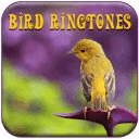 Best Bird Songs Ringtones