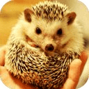 Hedgehog