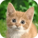 Cats Wallpapers Backgrounds