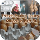 French Losing Bird Flu