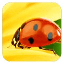 Ladybug HD
