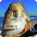 Guide to Fishing Adelaide