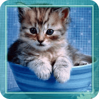 Cute Kittens HD live wallpaper