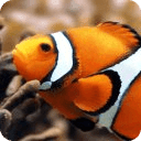 Fish Jigsaw Puzzles Games