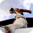 Dog in car Video LWP