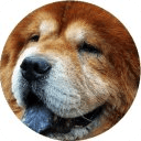 Chow Chow Cute Wallpapers