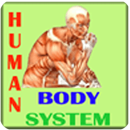 Human Body System