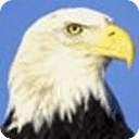 Bald eagle Live Wallpaper