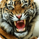 Angry Tiger