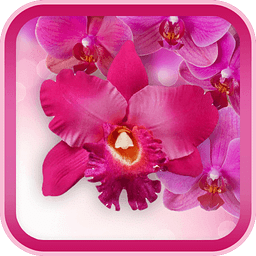Pink Orchid Live Wallpaper HD