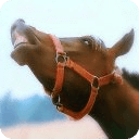 SINGING HORSES - FUNNY VIDEOS