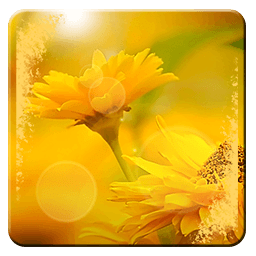 Flowers HD Wallpapers App