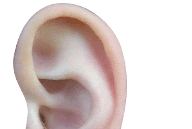 AcuMap EAR