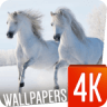Horses Wallpapers 4K