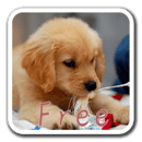 PuppyWall FREE -LiveWallpaper