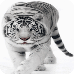 White Tiger Live Wallpaper