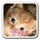 KittyWall FREE -LiveWallpaper