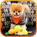 Boo Cute Dog Game