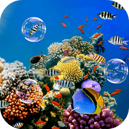 Colorful Tropical Fishes