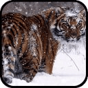Snow Tiger Live Wallpaper