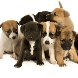 Cute Puppy Pictures