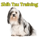 Shih Tzu Training