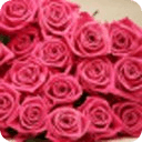 Roses SlideShow Live Wallpaper