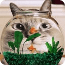 Cat and Fish Wallpapers