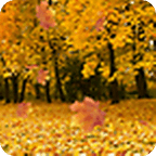 Autumn 3D Leaf Live Wallpaper