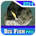 big fish 2014pro