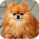 The Talking Pomeranian Dog