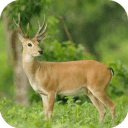 Deer Hunt 2014