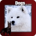 Cute Dogs HD Live Wallpaper