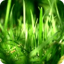 Grass Wallpapers