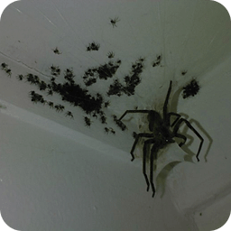 Spider Family Live Wallpaper