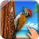 3D Woodpecker Live Wallpaper