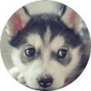 Siberian Husky Wallpapers