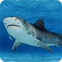 Tiger Sharks live wallpaper