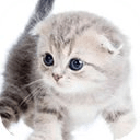 Cute Kitten Puzzle Challenge