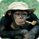 Funny monkey pictures